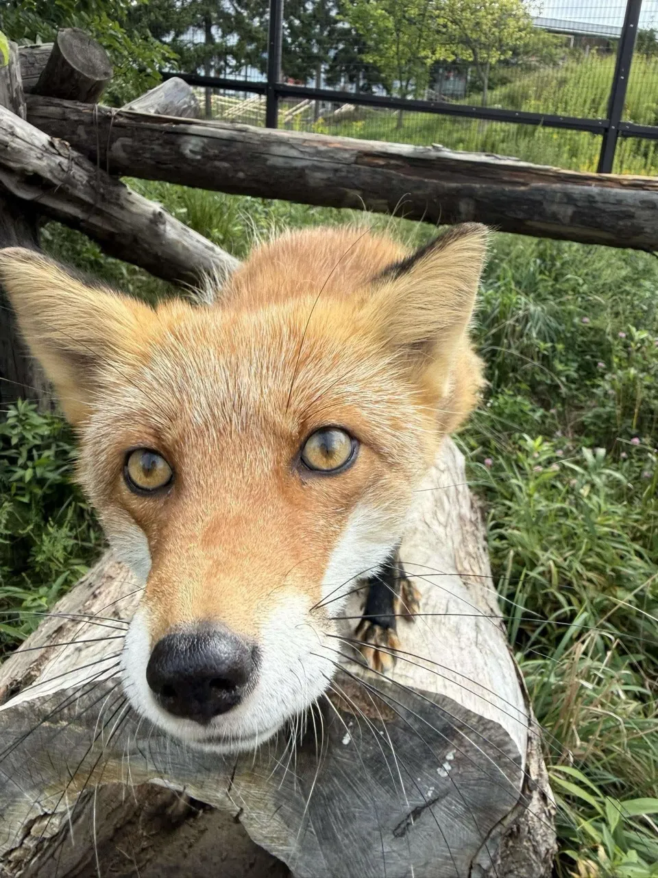 fox 291