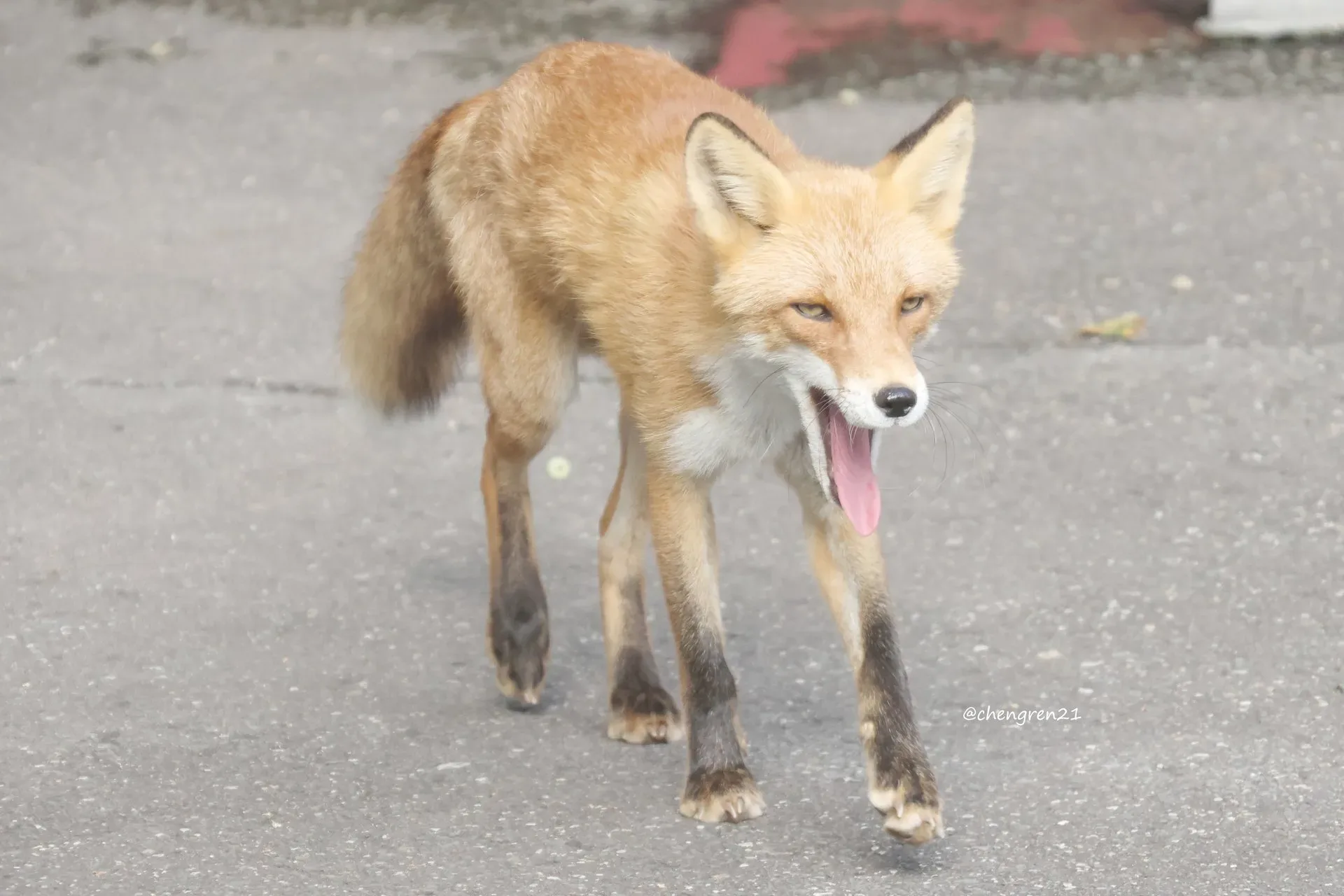 fox 292
