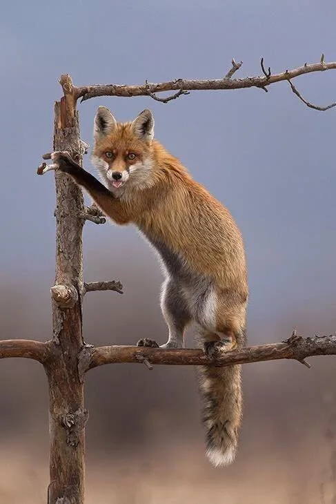 fox 294
