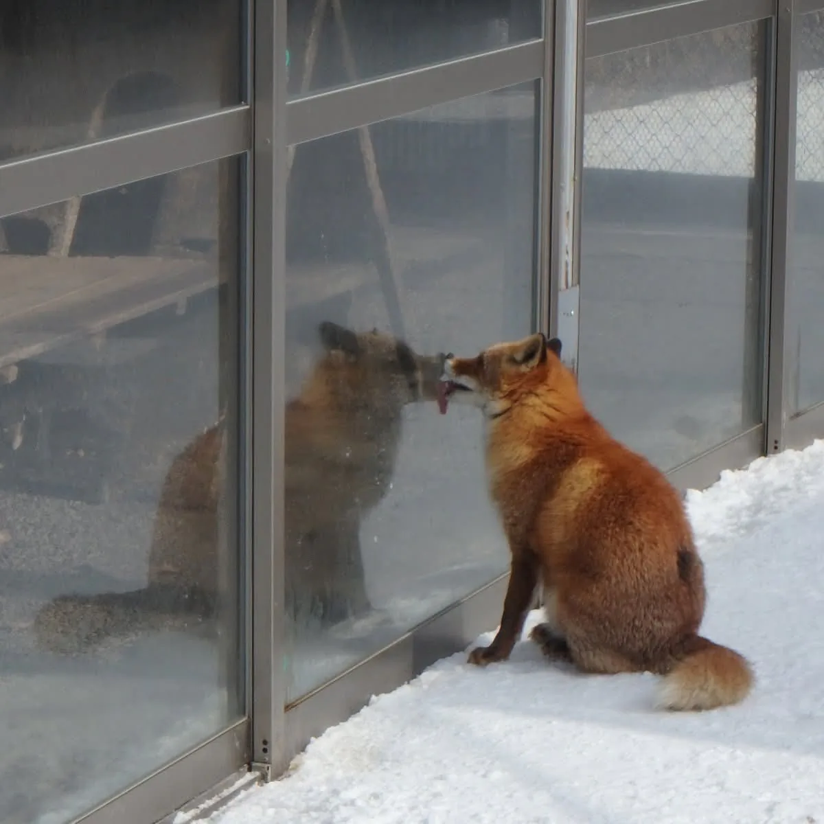 fox 295