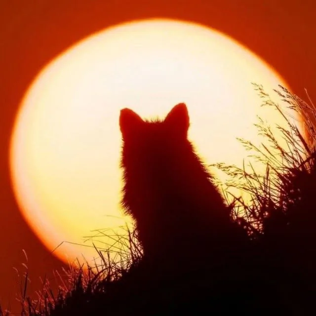 fox 296