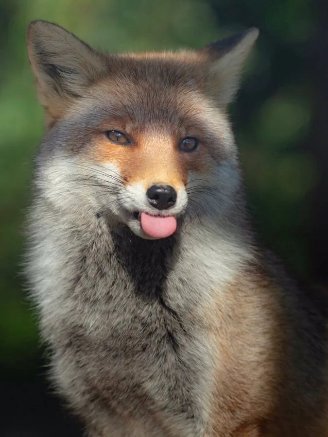 fox 297
