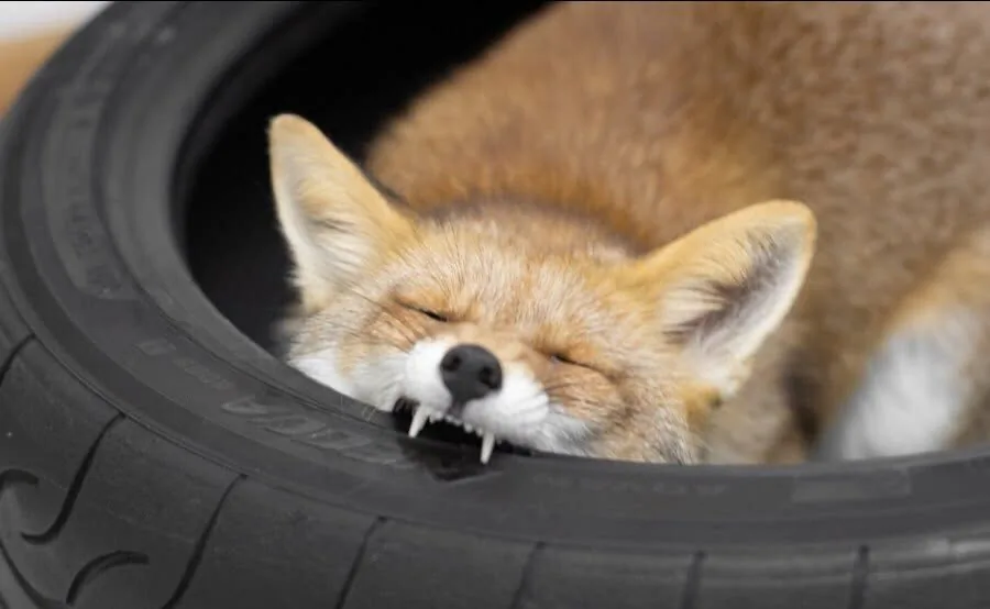 fox 298