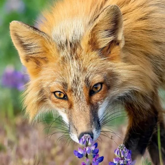 fox 302