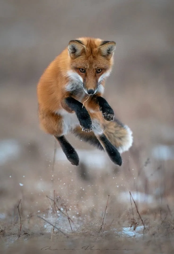 fox 305