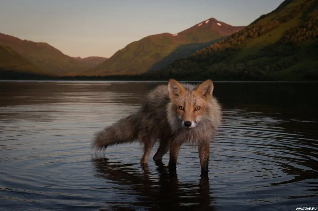 fox 306