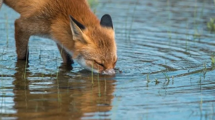 fox 307