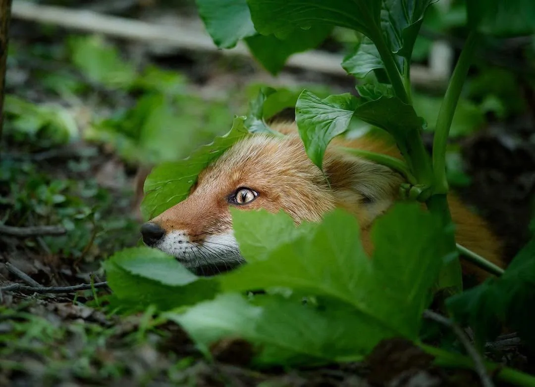 fox 313