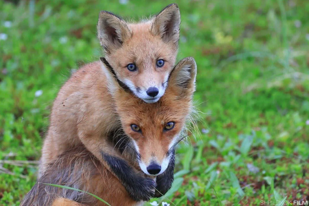 fox 315