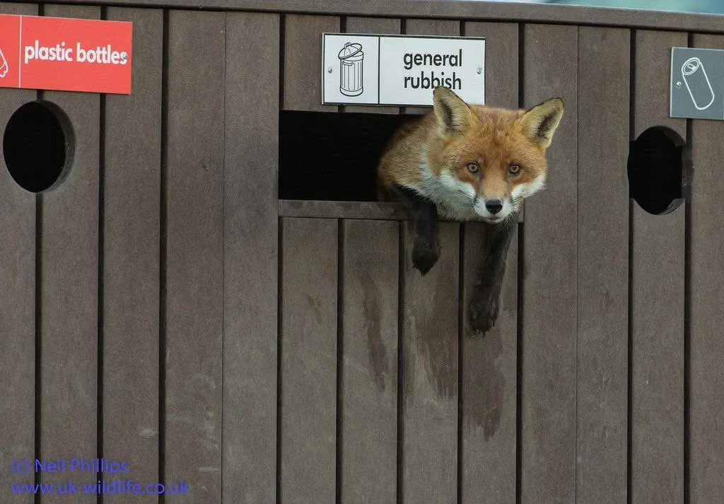 fox 317