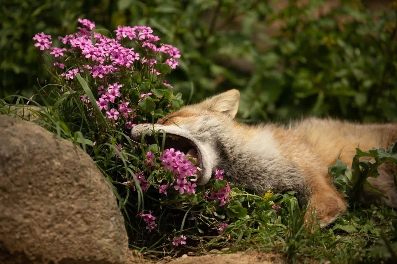 fox 322