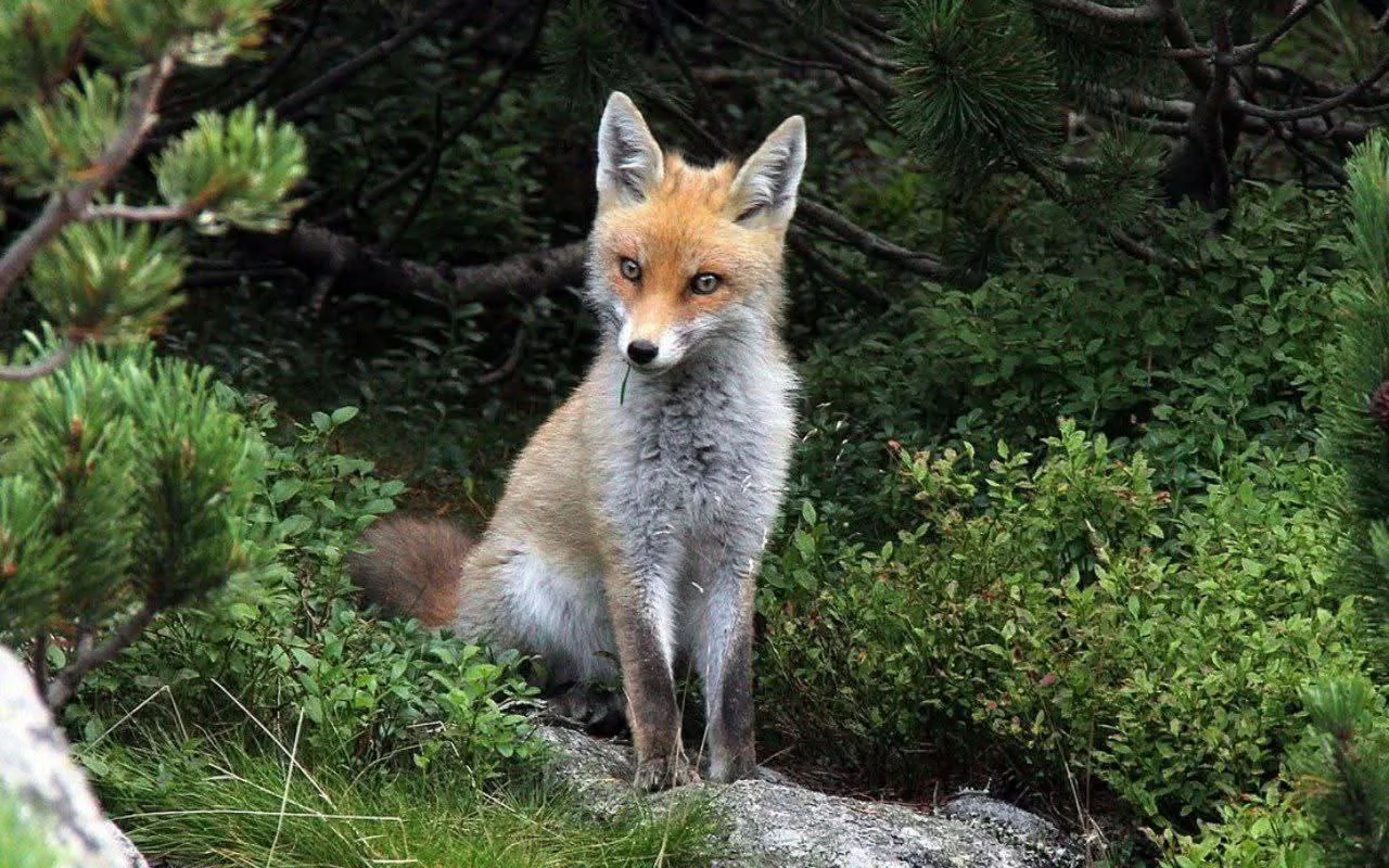 fox 323