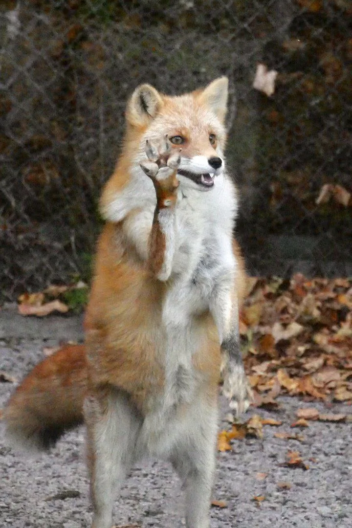 fox 324