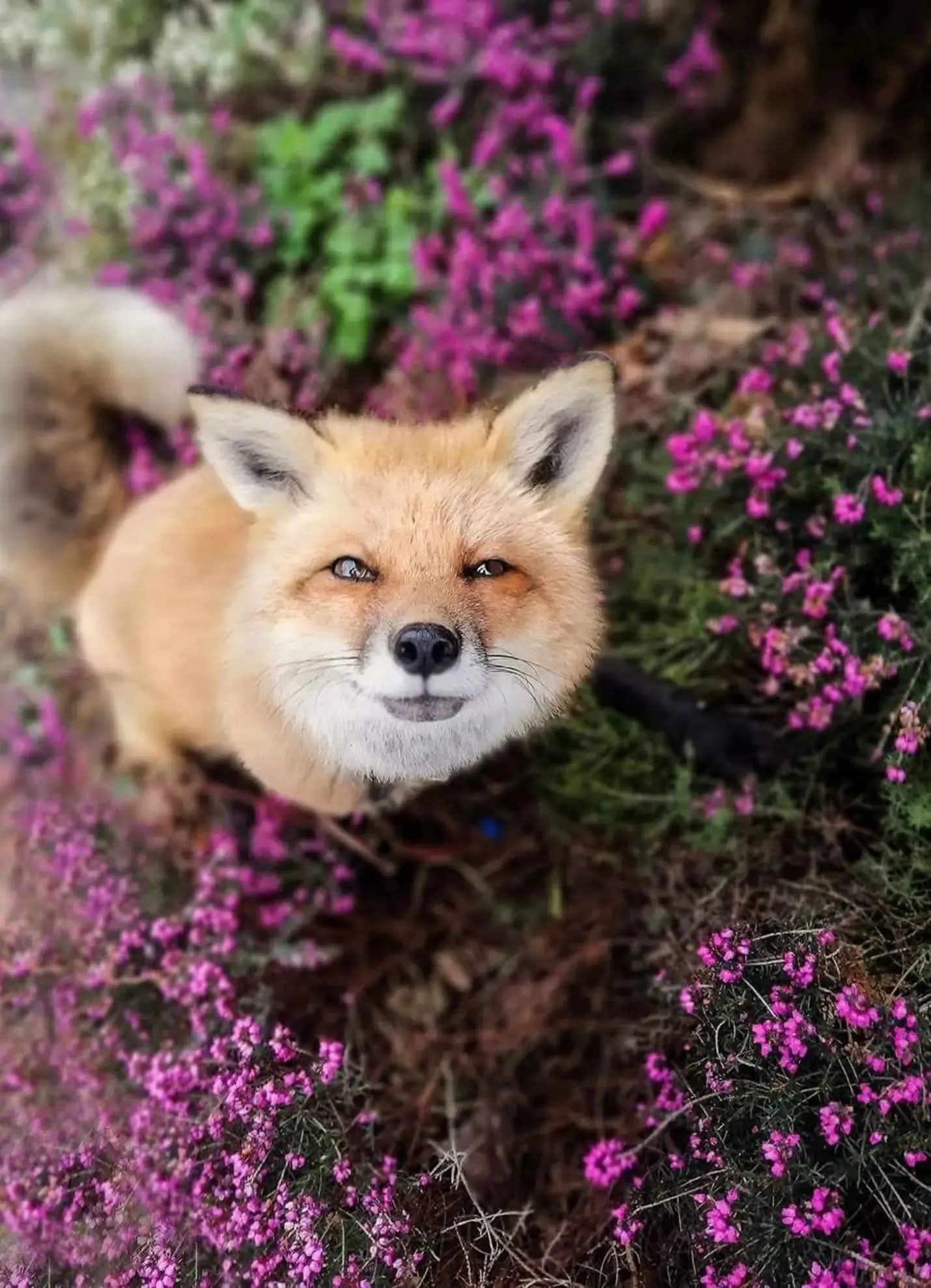 fox 325
