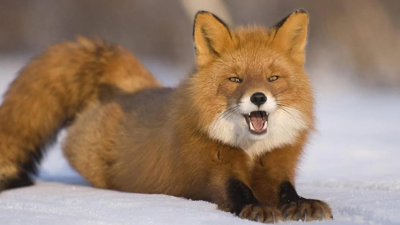 fox 326