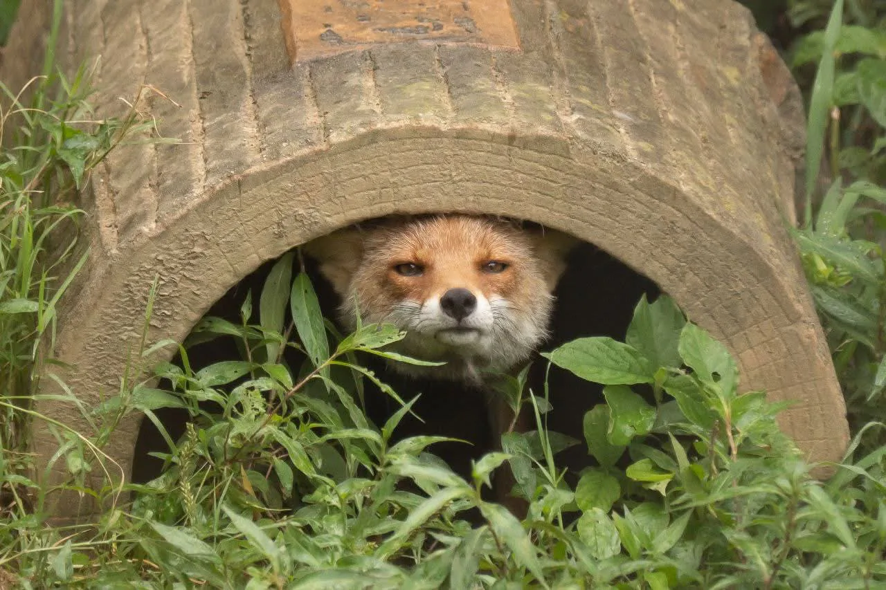 fox 327