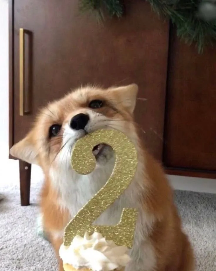 fox 328
