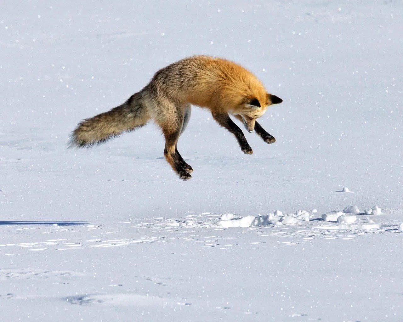 fox 329