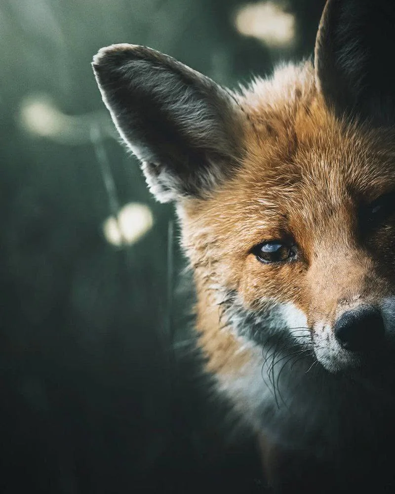 fox 330