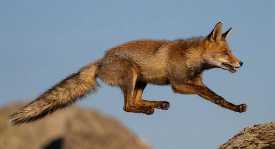 fox 336