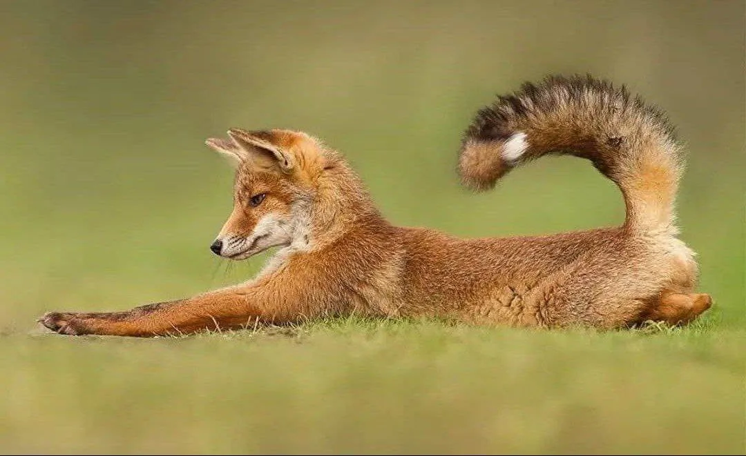 fox 338
