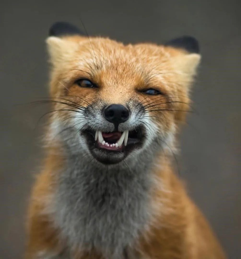 fox 339