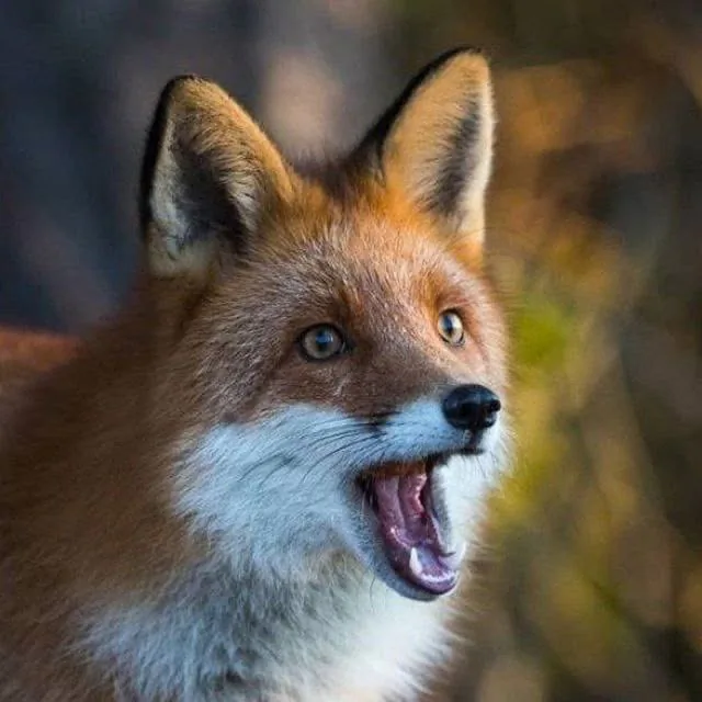 fox 341