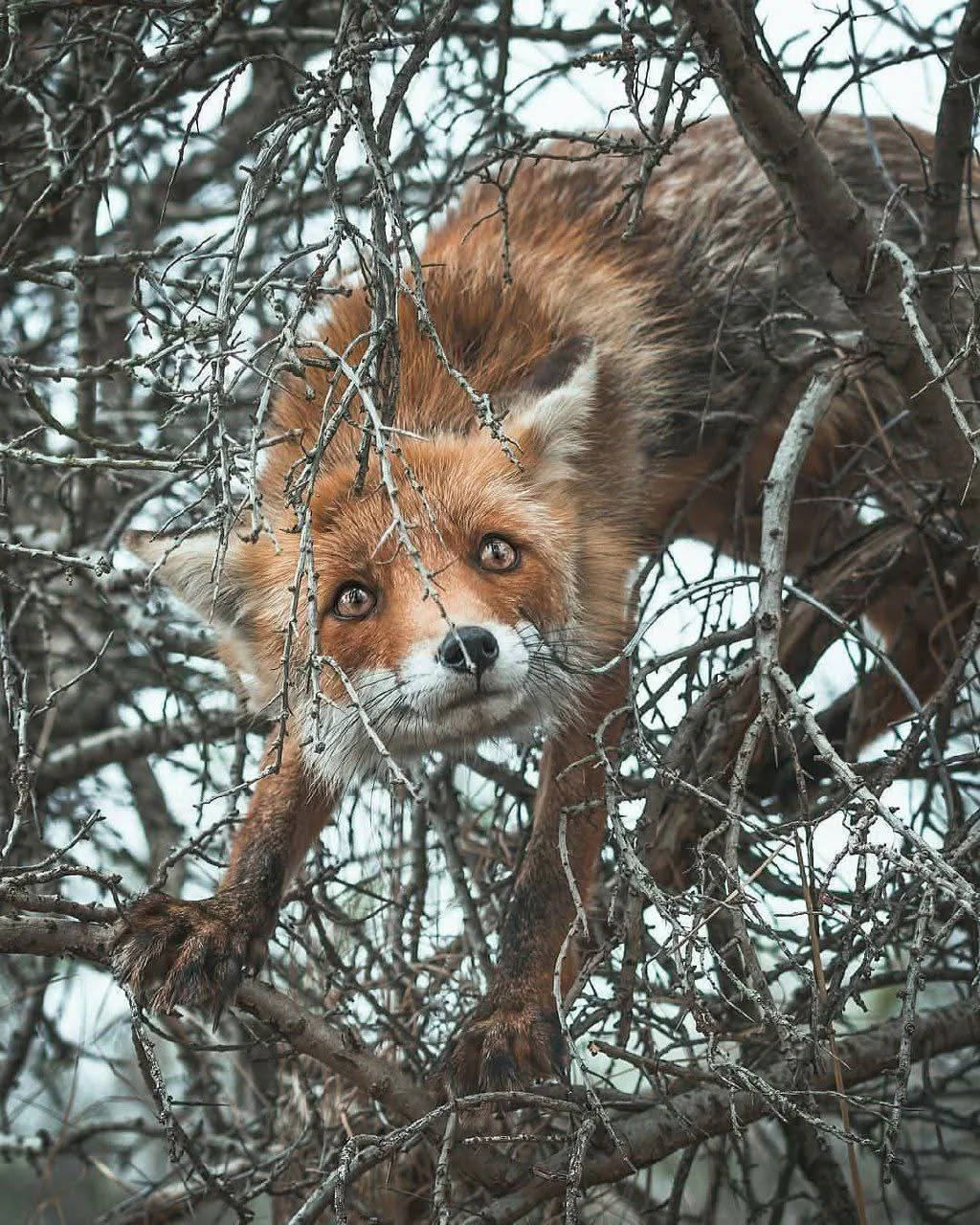 fox 342