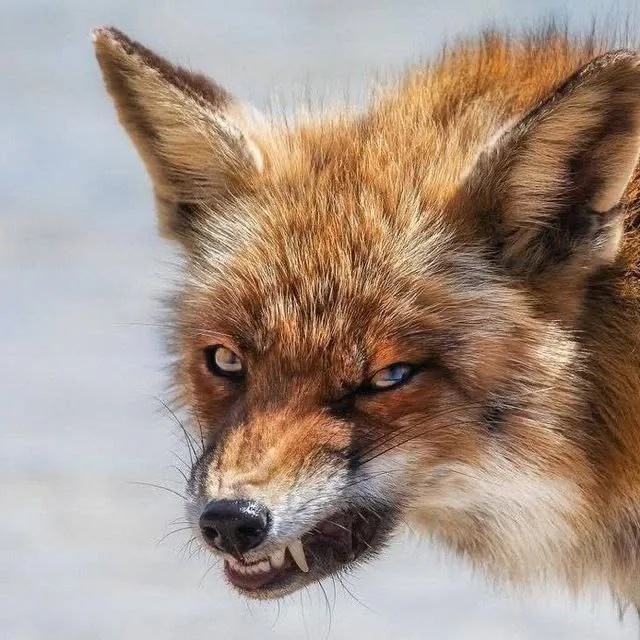 fox 344