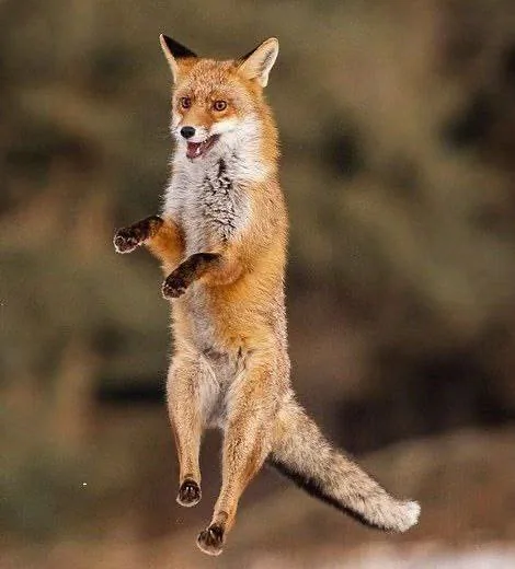 fox 345