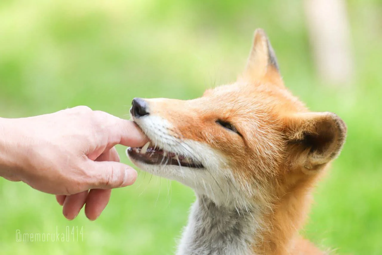 fox 346