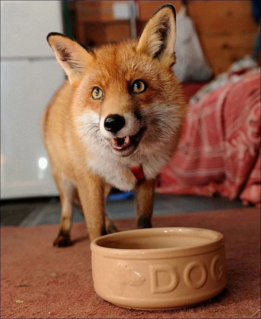 fox 347