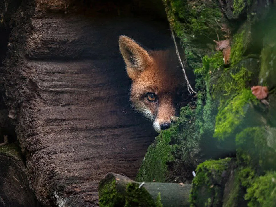 fox 348