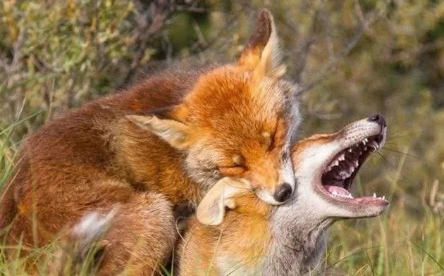 fox 349