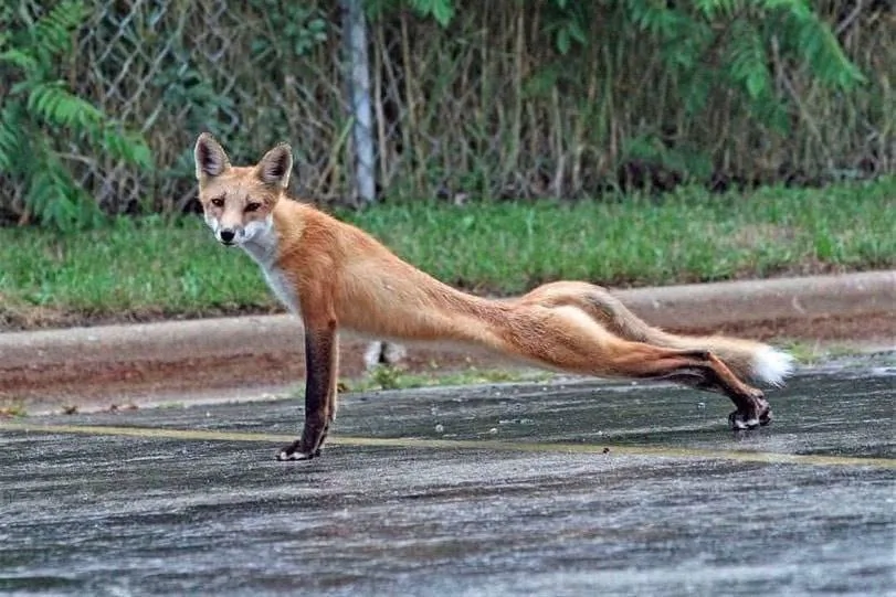 fox 350