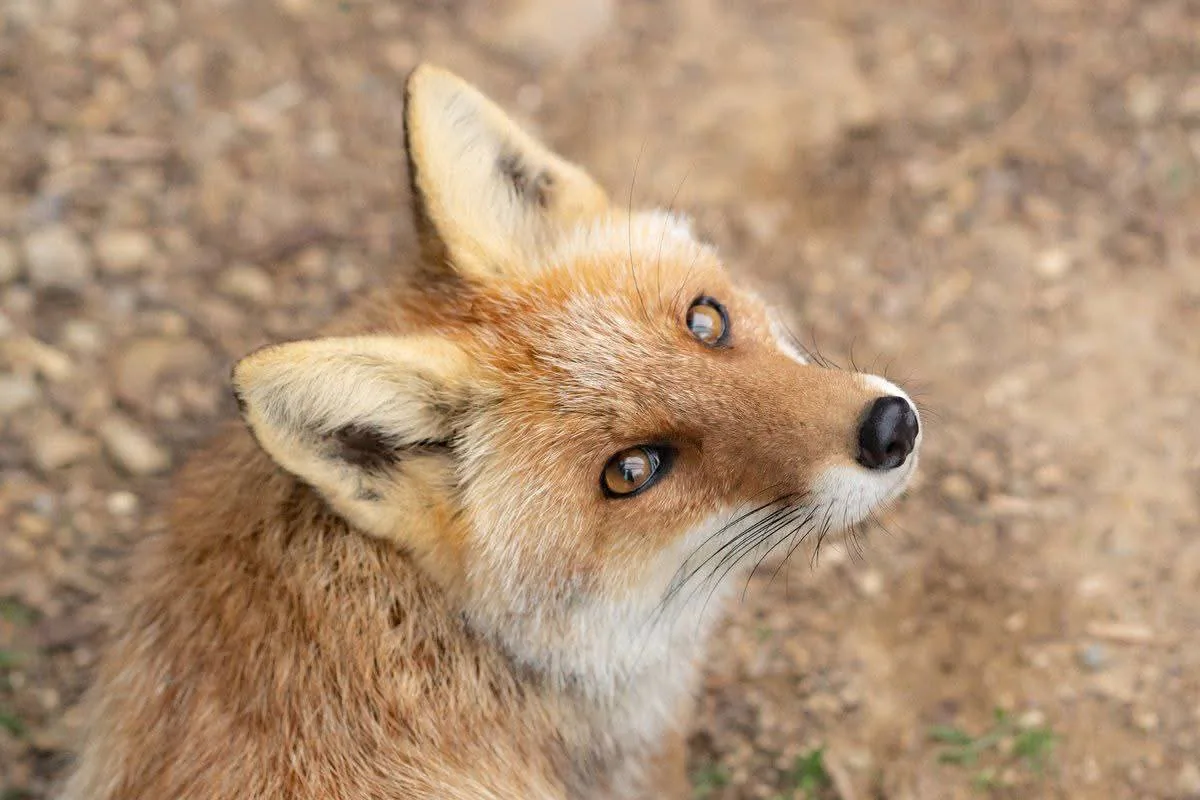 fox 351