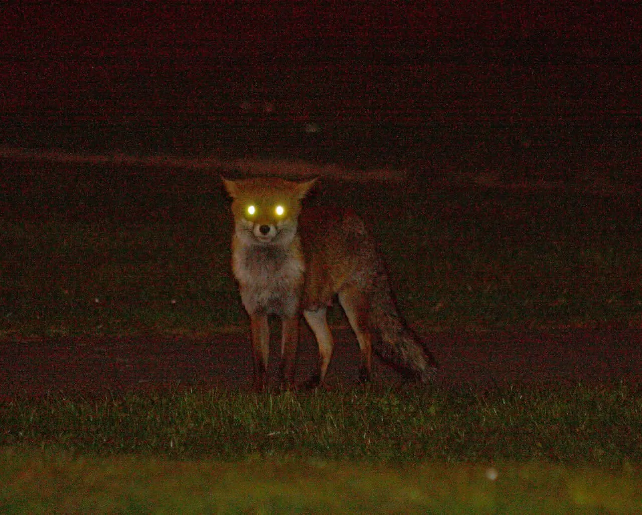 fox 353
