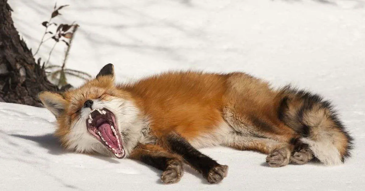 fox 354