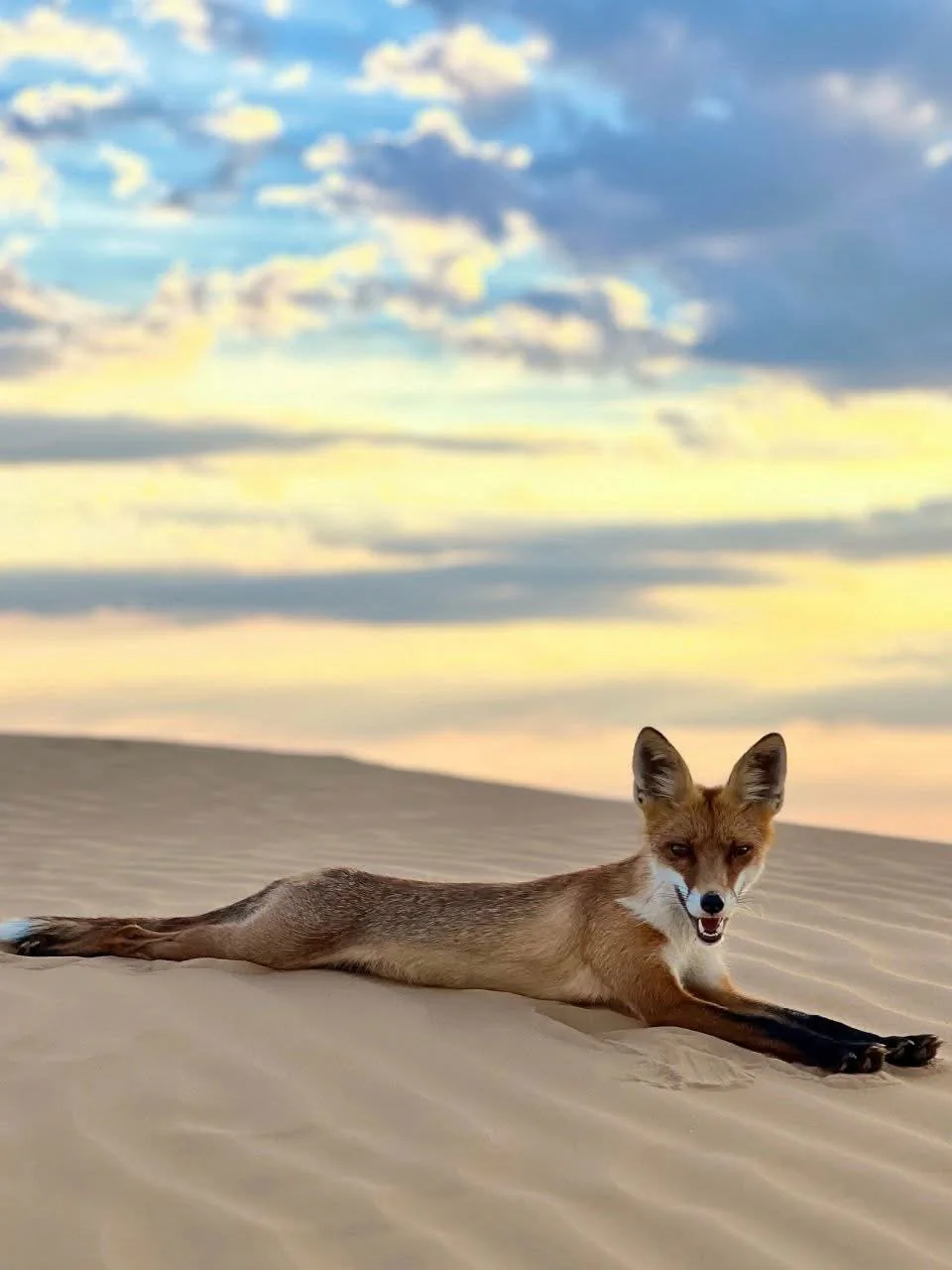fox 355