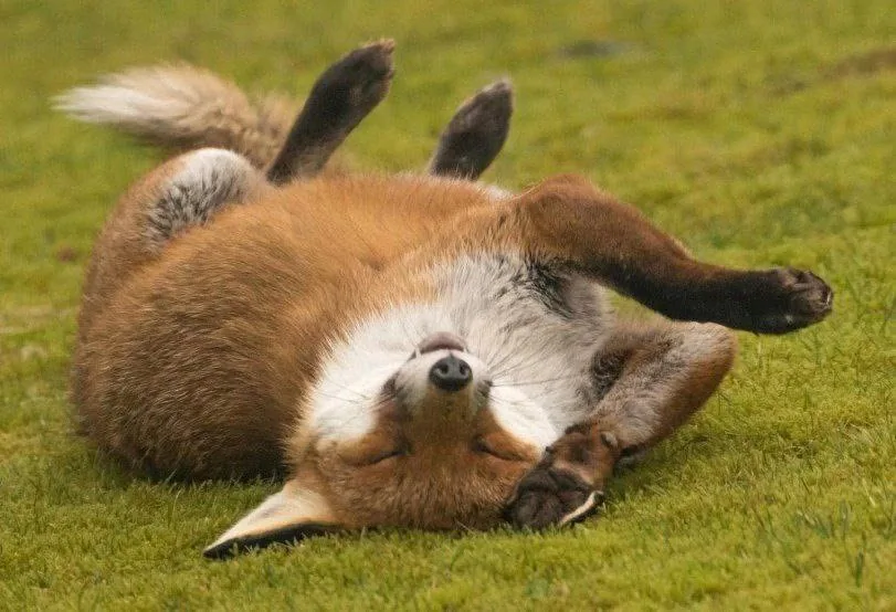 fox 356