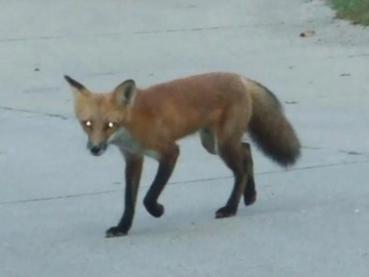 fox 357