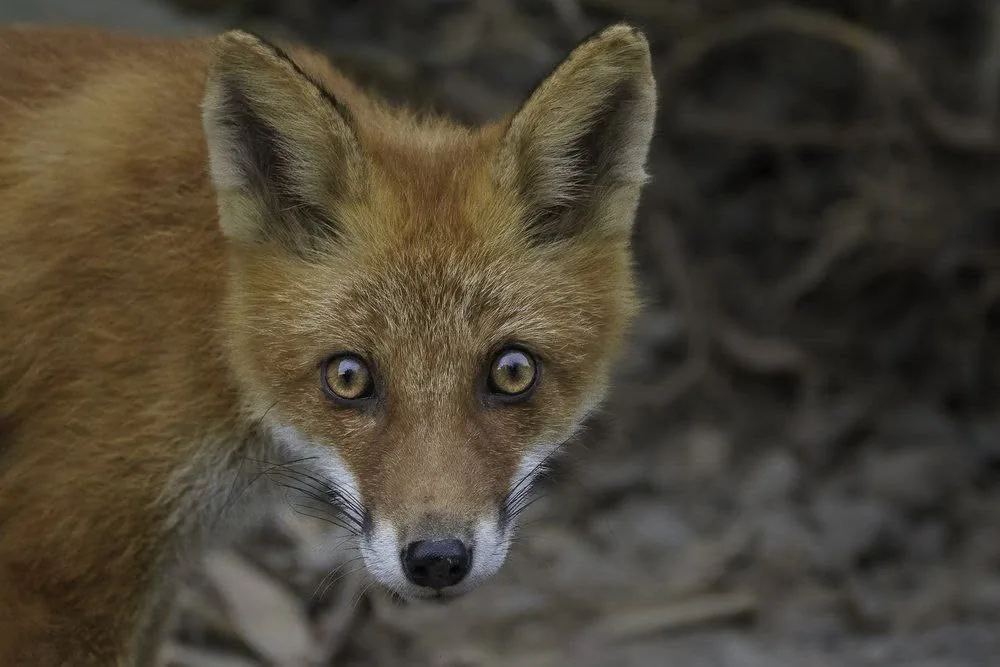 fox 358