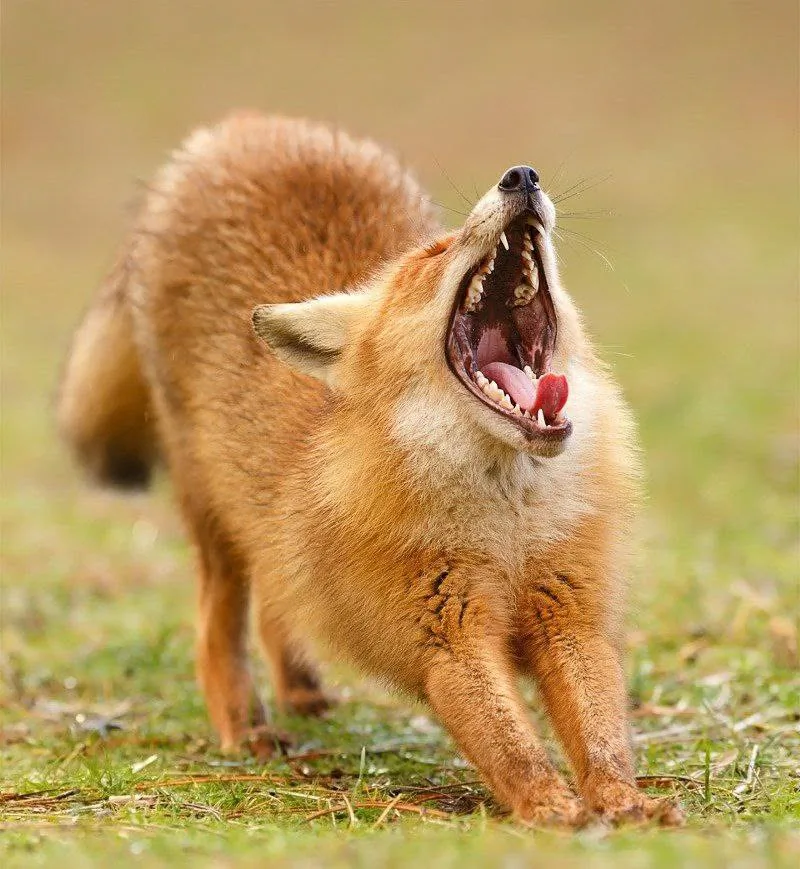 fox 359