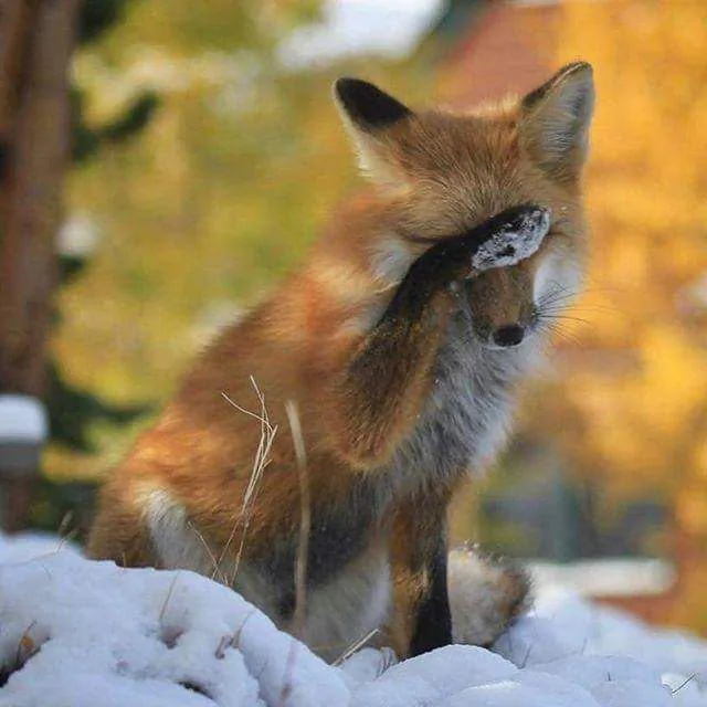fox 360